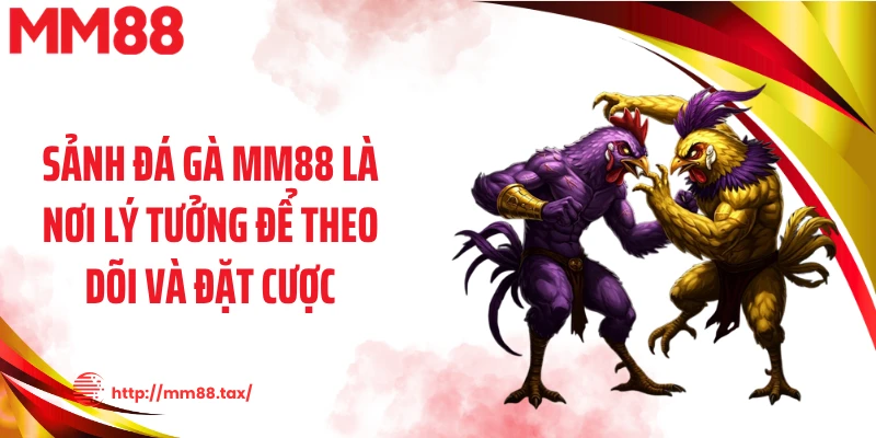 Sảnh đá gà MM88 là nơi lý tưởng để theo dõi và đặt cược